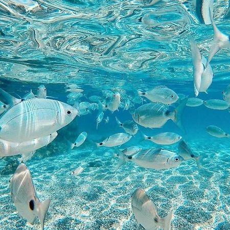 Apartmán El Playaiso De Aguamarga Agua Amarga  Exteriér fotografie