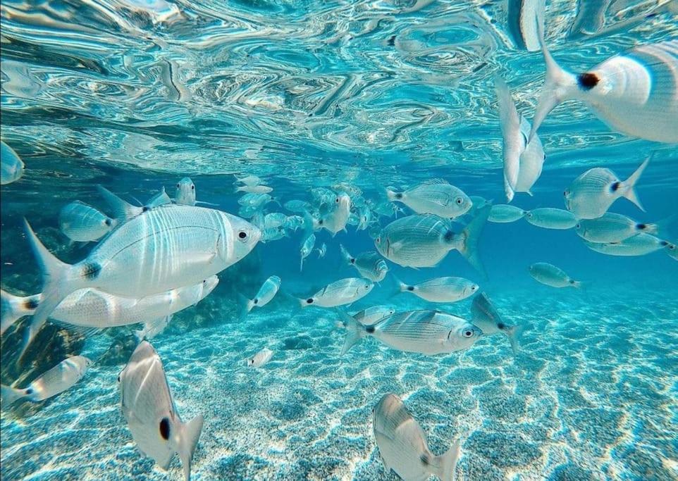 Apartmán El Playaiso De Aguamarga Agua Amarga  Exteriér fotografie